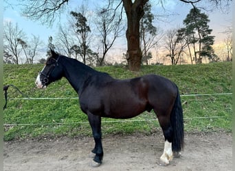 Sang-chaud lourd, Hongre, 8 Ans, 164 cm, Noir