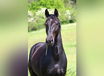 Sang-chaud lourd, Hongre, 8 Ans, 165 cm, Noir