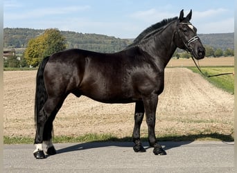 Sang-chaud lourd, Hongre, 9 Ans, 170 cm, Noir