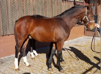 Sang-chaud lourd, Hongre, Poulain (03/2025), Bai