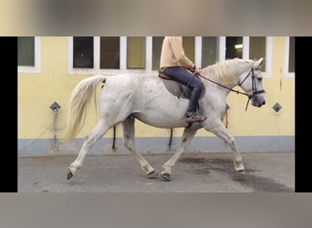 Sang-chaud lourd, Jument, 10 Ans, 167 cm