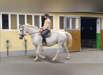 Sang-chaud lourd, Jument, 10 Ans, 167 cm