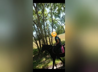 Sang-chaud lourd, Jument, 12 Ans, 160 cm, Noir
