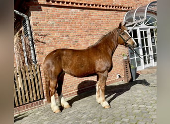 Sang-chaud lourd, Jument, 12 Ans, 167 cm, Alezan brûlé