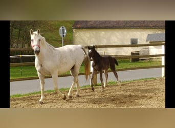 Sang-chaud lourd, Jument, 14 Ans, 165 cm, Gris