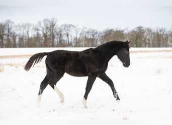 Sang-chaud lourd, Jument, 1 Année, 163 cm, Noir