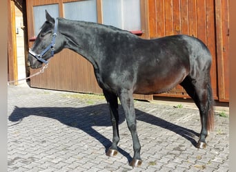 Sang-chaud lourd, Jument, 2 Ans, 165 cm, Bai brun foncé