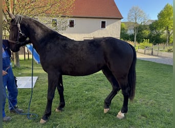 Sang-chaud lourd, Jument, 2 Ans, 170 cm, Noir