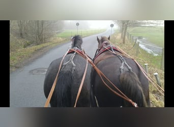 Sang-chaud lourd, Jument, 3 Ans, 160 cm, Gris