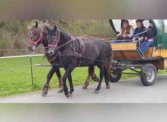 Sang-chaud lourd, Jument, 3 Ans, 163 cm, Gris noir