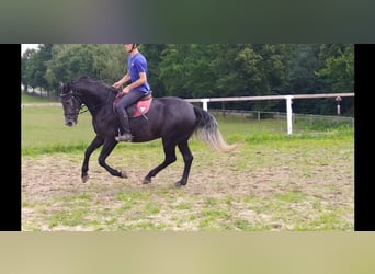 Sang-chaud lourd, Jument, 3 Ans, 163 cm, Gris noir