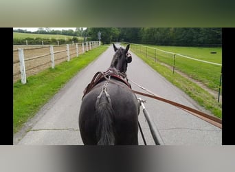 Sang-chaud lourd, Jument, 3 Ans, 163 cm, Gris noir