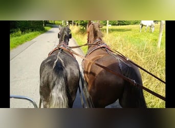 Sang-chaud lourd, Jument, 3 Ans, 163 cm, Gris noir