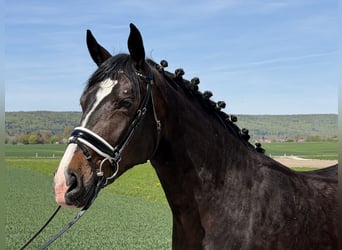 Sang-chaud lourd, Jument, 3 Ans, 164 cm, Bai brun