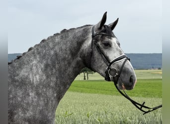 Sang-chaud lourd Croisé, Jument, 3 Ans, 164 cm, Gris pommelé