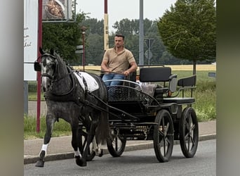 Sang-chaud lourd Croisé, Jument, 3 Ans, 164 cm, Gris pommelé