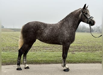 Sang-chaud lourd Croisé, Jument, 3 Ans, 165 cm, Gris pommelé