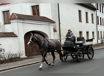 Sang-chaud lourd Croisé, Jument, 3 Ans, 165 cm, Gris pommelé