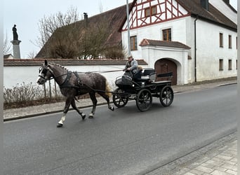 Sang-chaud lourd Croisé, Jument, 3 Ans, 165 cm, Gris pommelé