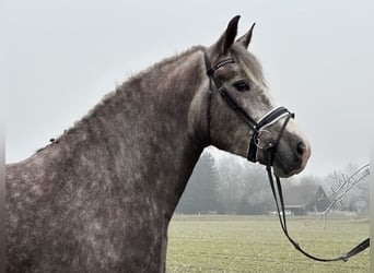 Sang-chaud lourd Croisé, Jument, 3 Ans, 165 cm, Gris pommelé