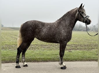 Sang-chaud lourd Croisé, Jument, 3 Ans, 165 cm, Gris pommelé