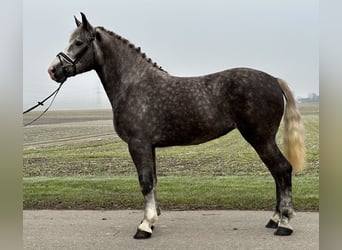 Sang-chaud lourd Croisé, Jument, 3 Ans, 165 cm, Gris pommelé