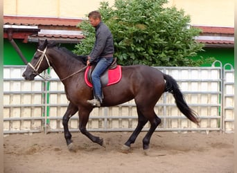 Sang-chaud lourd, Jument, 3 Ans, 165 cm, Noir