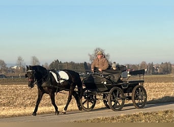 Sang-chaud lourd Croisé, Jument, 4 Ans, 157 cm, Noir