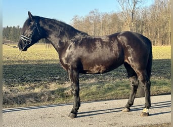 Sang-chaud lourd Croisé, Jument, 4 Ans, 157 cm, Noir