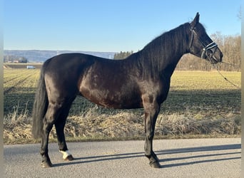 Sang-chaud lourd Croisé, Jument, 4 Ans, 157 cm, Noir