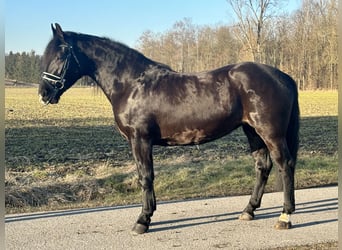 Sang-chaud lourd Croisé, Jument, 4 Ans, 157 cm, Noir