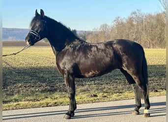 Sang-chaud lourd Croisé, Jument, 4 Ans, 157 cm, Noir