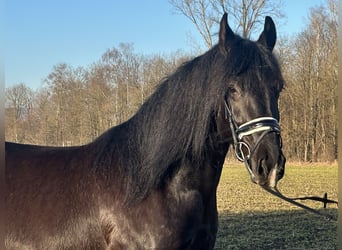 Sang-chaud lourd Croisé, Jument, 4 Ans, 157 cm, Noir