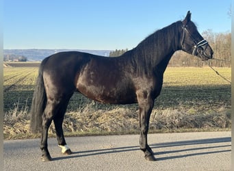 Sang-chaud lourd Croisé, Jument, 4 Ans, 157 cm, Noir