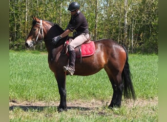 Sang-chaud lourd Croisé, Jument, 4 Ans, 158 cm, Bai brun