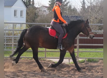 Sang-chaud lourd Croisé, Jument, 4 Ans, 158 cm, Bai brun