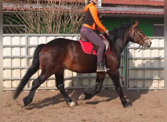 Sang-chaud lourd Croisé, Jument, 4 Ans, 158 cm, Bai brun