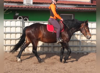Sang-chaud lourd Croisé, Jument, 4 Ans, 158 cm, Bai brun
