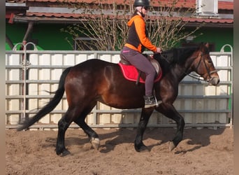Sang-chaud lourd Croisé, Jument, 4 Ans, 158 cm, Bai brun