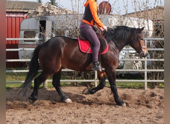 Sang-chaud lourd Croisé, Jument, 4 Ans, 158 cm, Bai brun