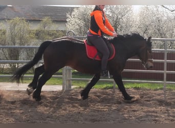 Sang-chaud lourd Croisé, Jument, 4 Ans, 158 cm, Bai brun