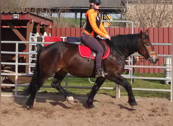 Sang-chaud lourd Croisé, Jument, 4 Ans, 158 cm, Bai brun