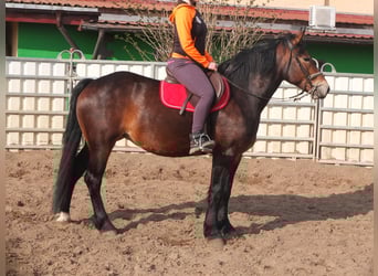 Sang-chaud lourd Croisé, Jument, 4 Ans, 158 cm, Bai brun