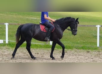 Sang-chaud lourd, Jument, 4 Ans, 163 cm, Gris noir