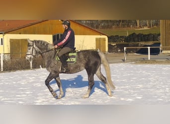 Sang-chaud lourd, Jument, 4 Ans, 164 cm, Gris