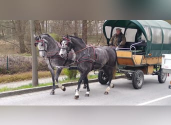 Sang-chaud lourd, Jument, 4 Ans, 164 cm, Gris