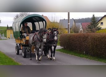 Sang-chaud lourd, Jument, 4 Ans, 164 cm, Gris
