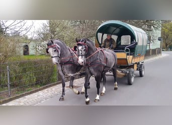 Sang-chaud lourd, Jument, 4 Ans, 164 cm, Gris