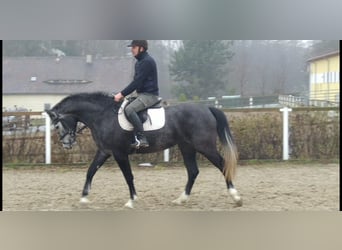 Sang-chaud lourd, Jument, 4 Ans, 164 cm, Gris