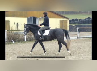 Sang-chaud lourd, Jument, 4 Ans, 164 cm, Gris